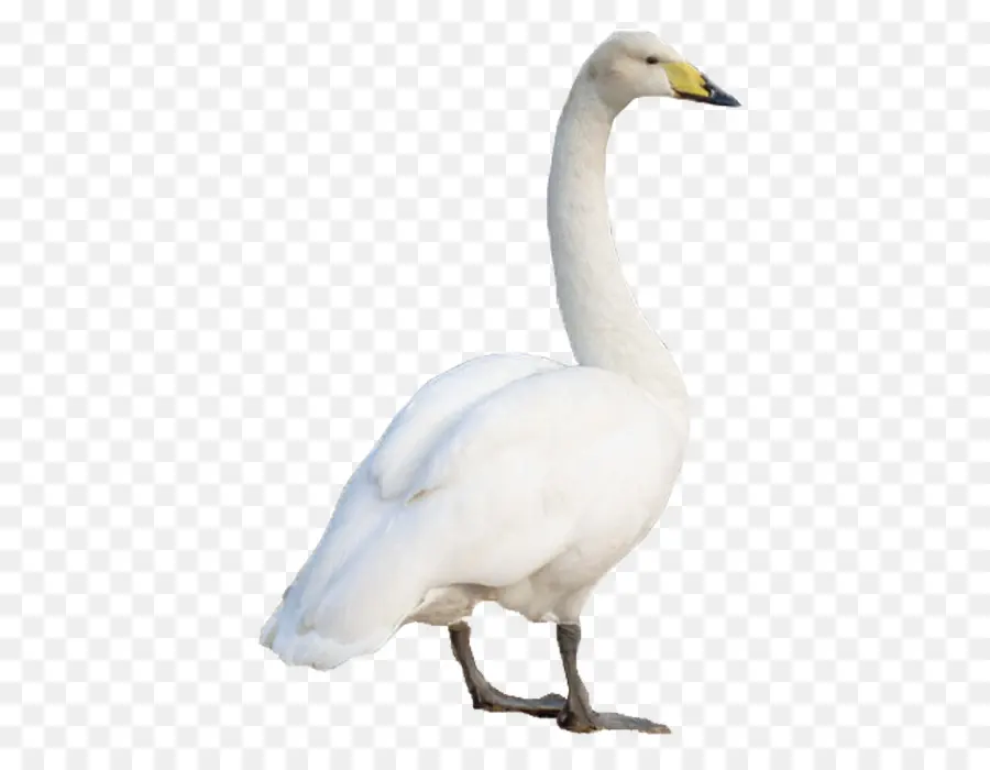 Swan，Ganso PNG