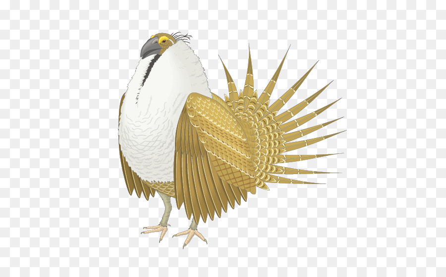 Pájaro，La Fotografía PNG