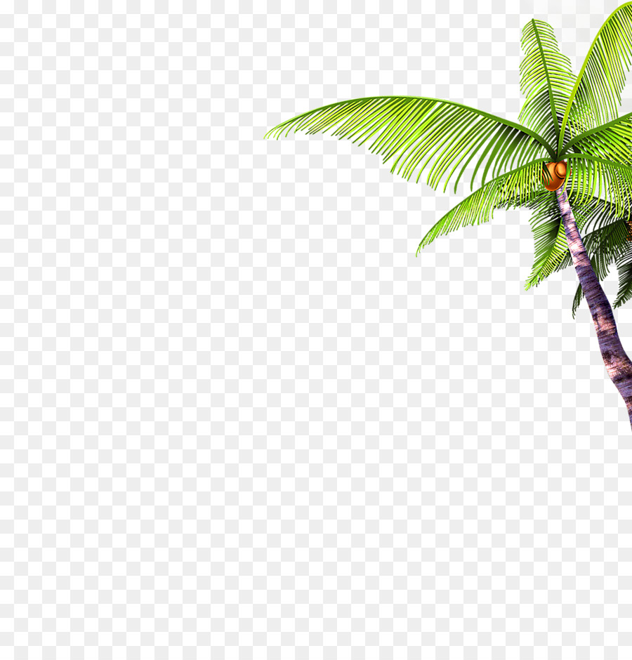 Palmera，Coco PNG