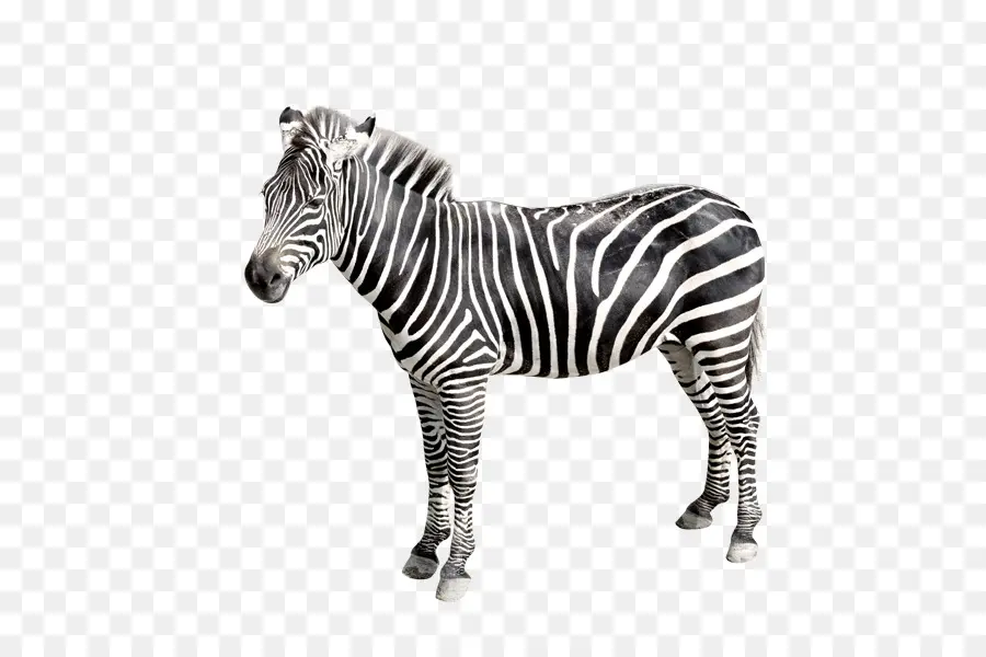 Zebra，Postscript Encapsulado PNG