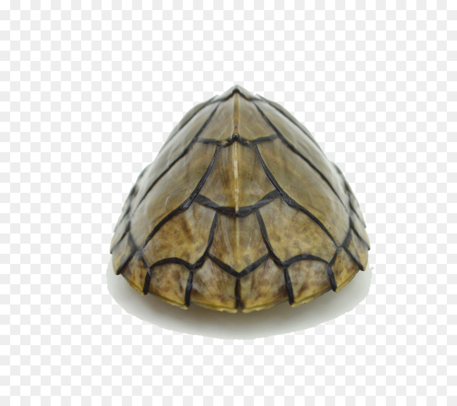 Tortuga，Tortuga De Caja PNG