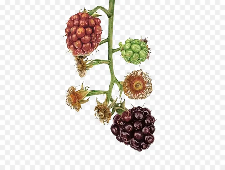 Blackberry，Pintura PNG