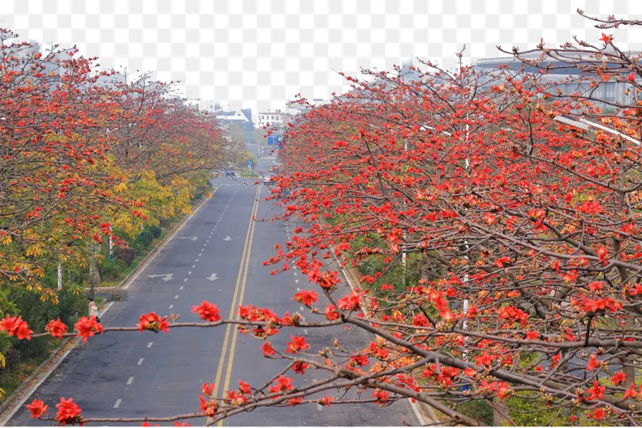 Llamado Panzhihua，Bombax Ceiba PNG