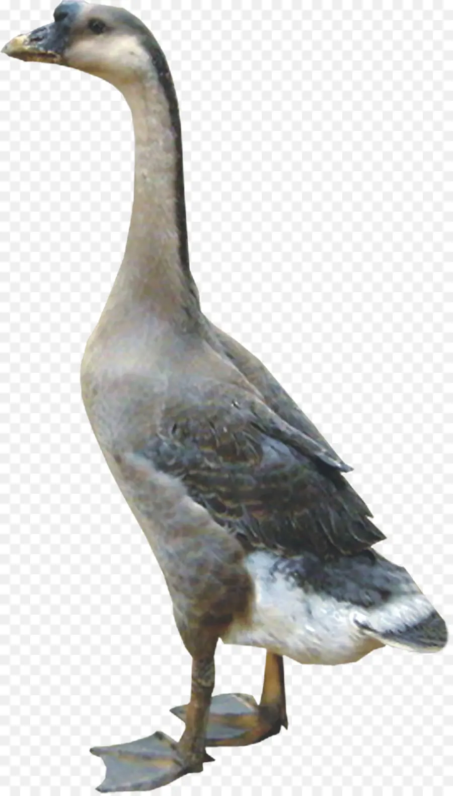 Pato，Ganso PNG