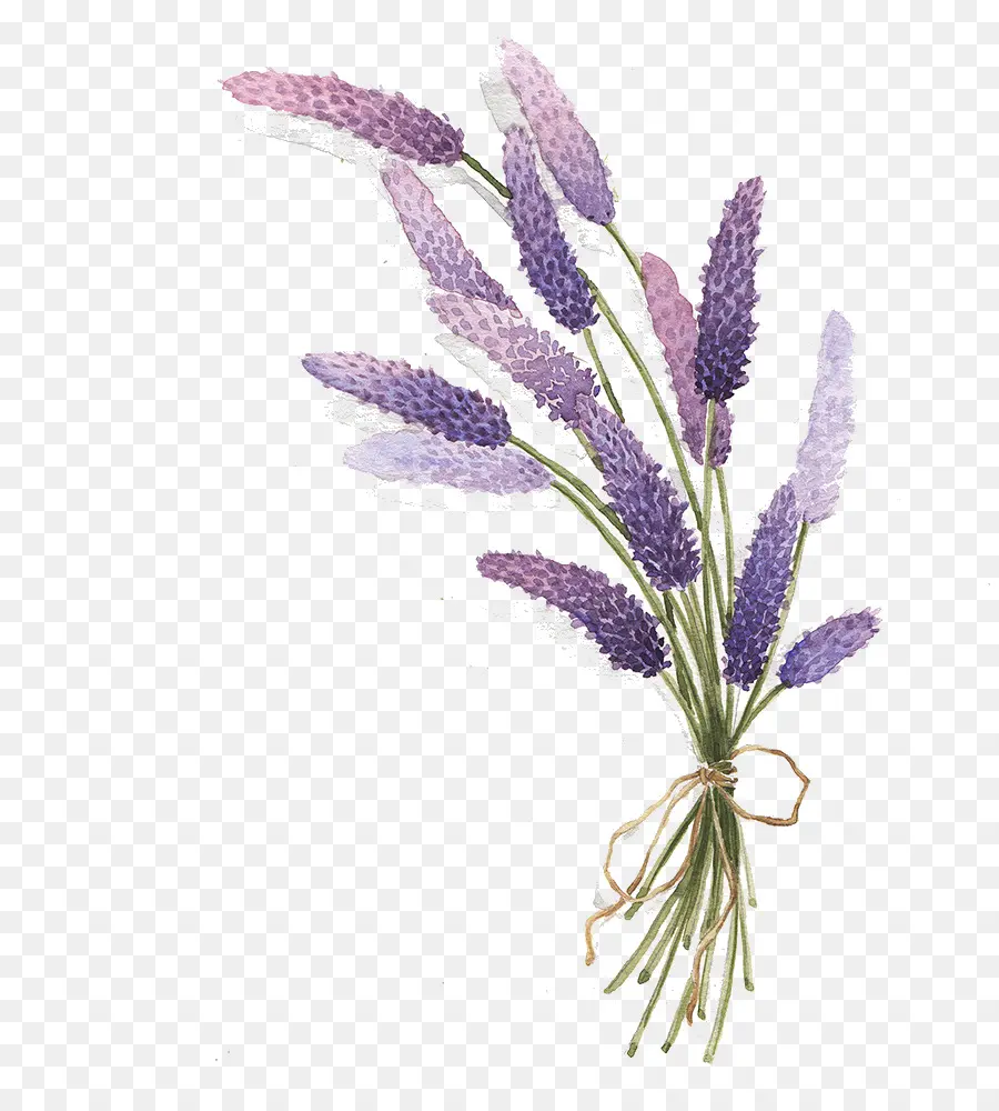 Lavanda，Dibujo PNG