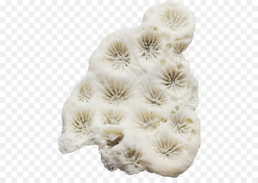 Coral，Blanco PNG