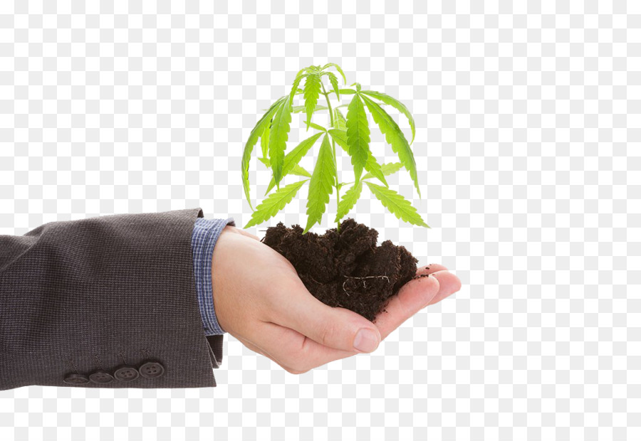 Planta De Mano，Crecimiento PNG