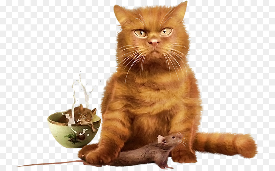 Gato，Matroska PNG