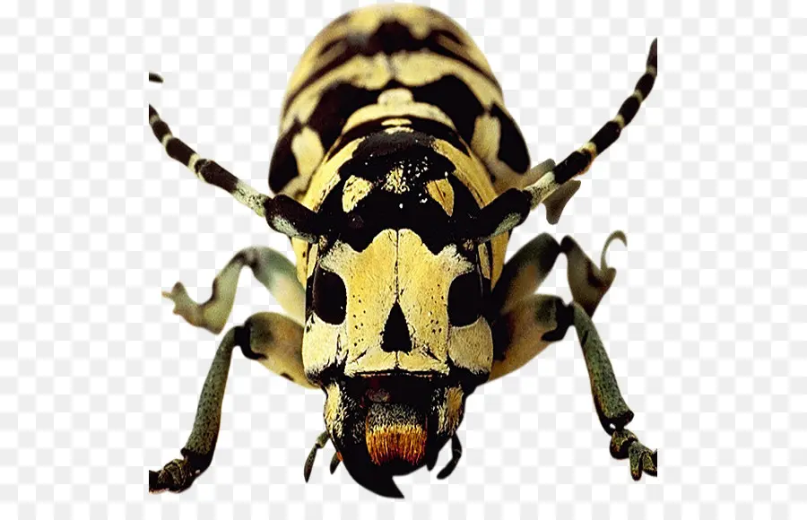 Escarabajo，Bicho PNG