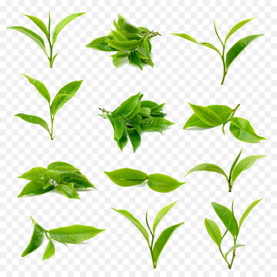 Té，Té Verde PNG