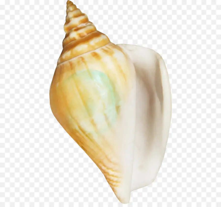 Mariscos，Concha PNG