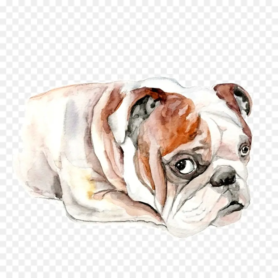 Buldog，Perro PNG