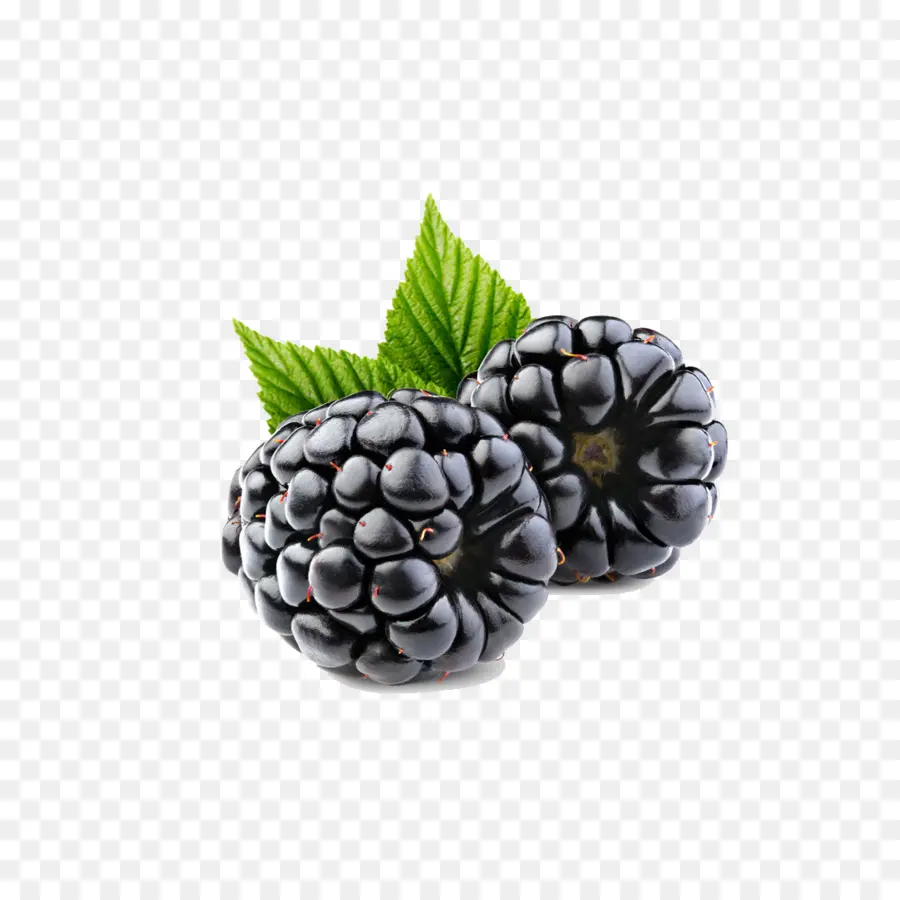 Moras，Hojas PNG