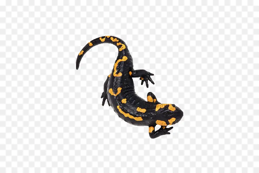 Salamandra，Anfibio PNG