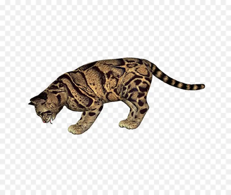 Gato，Felino PNG