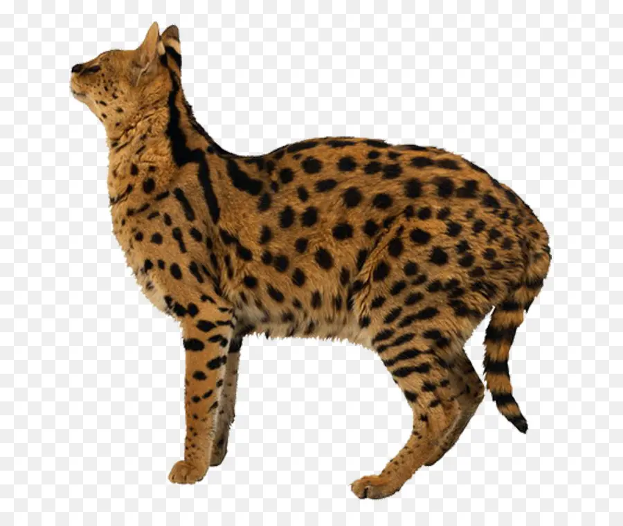 Gato Cerval，Gato PNG