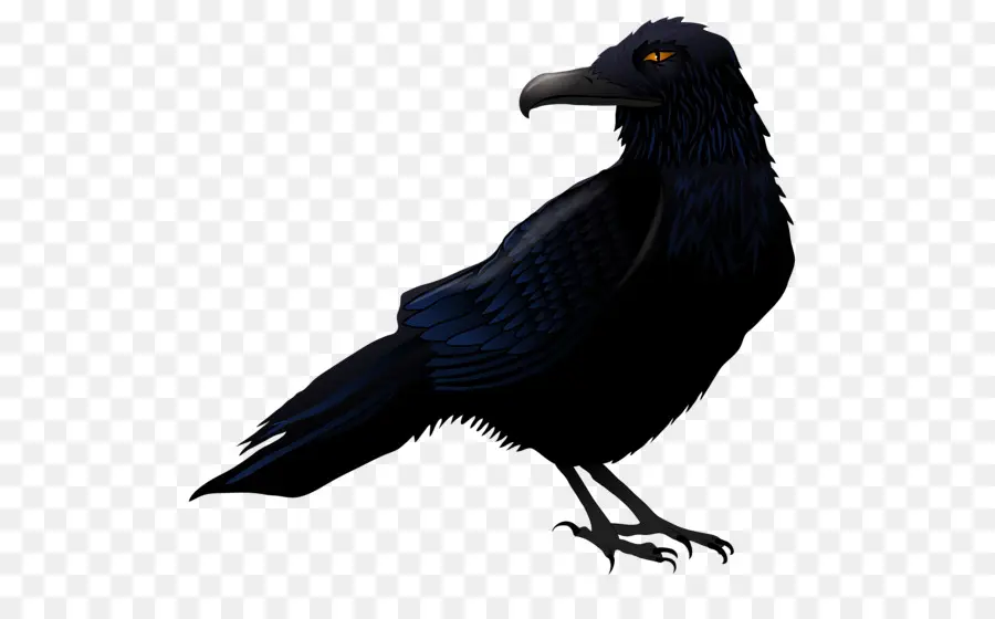 Cuervo Negro，Plumas PNG