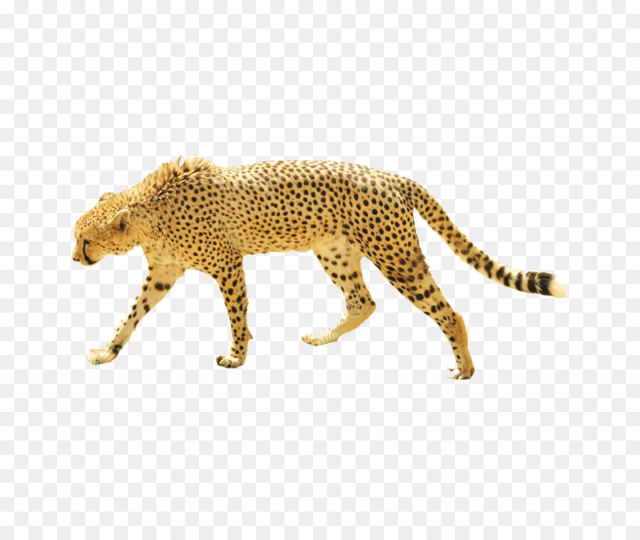 Perro，Cheetah PNG