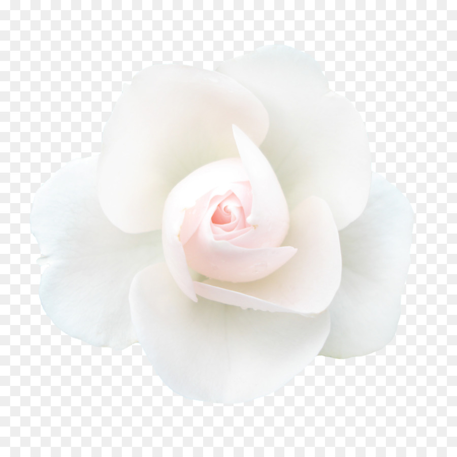 Rosa，Rosáceas PNG