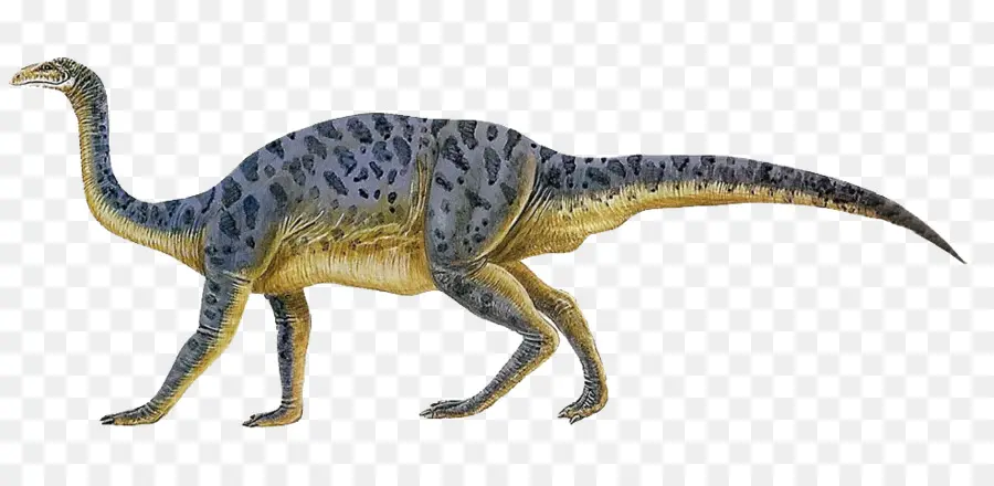 Plateosaurus，Anchisaurus PNG