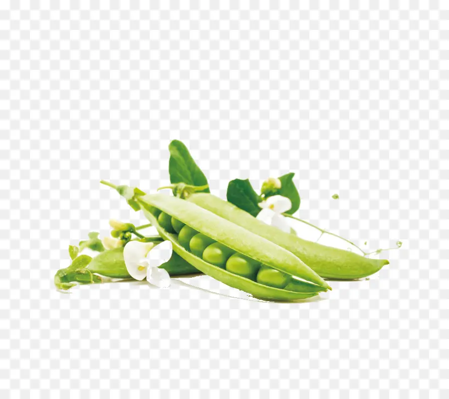 Pea，Bean PNG