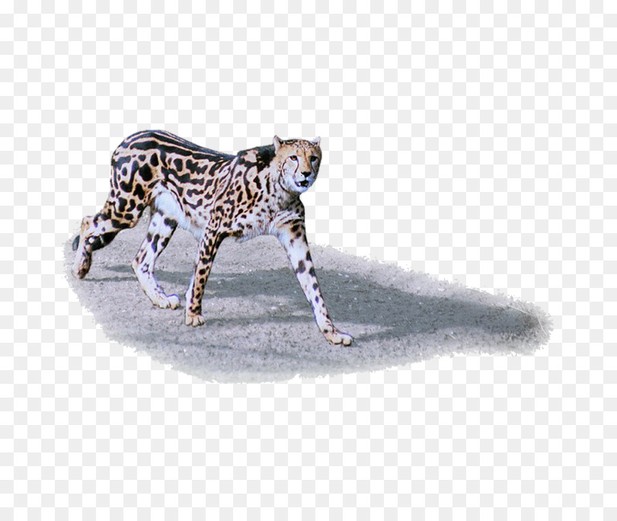 Cheetah，Leopard PNG