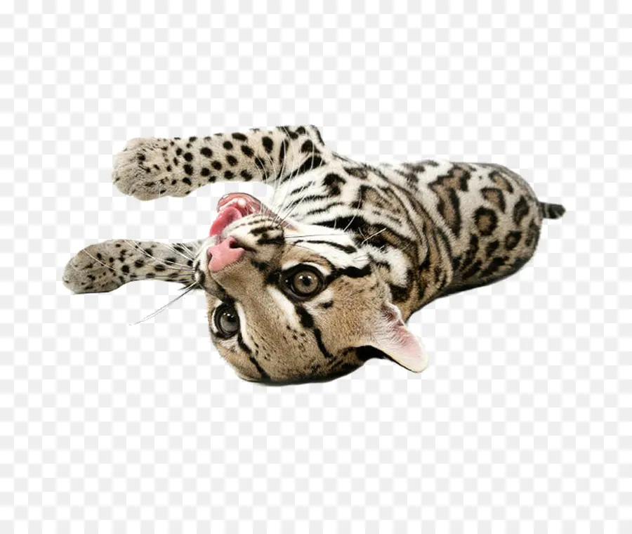 Cachorro De Leopardo，Salvaje PNG