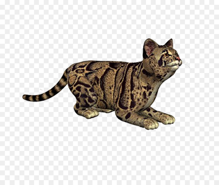 Gato Manchado，Felino PNG