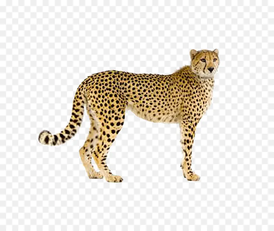 Cheetah，Leopard PNG