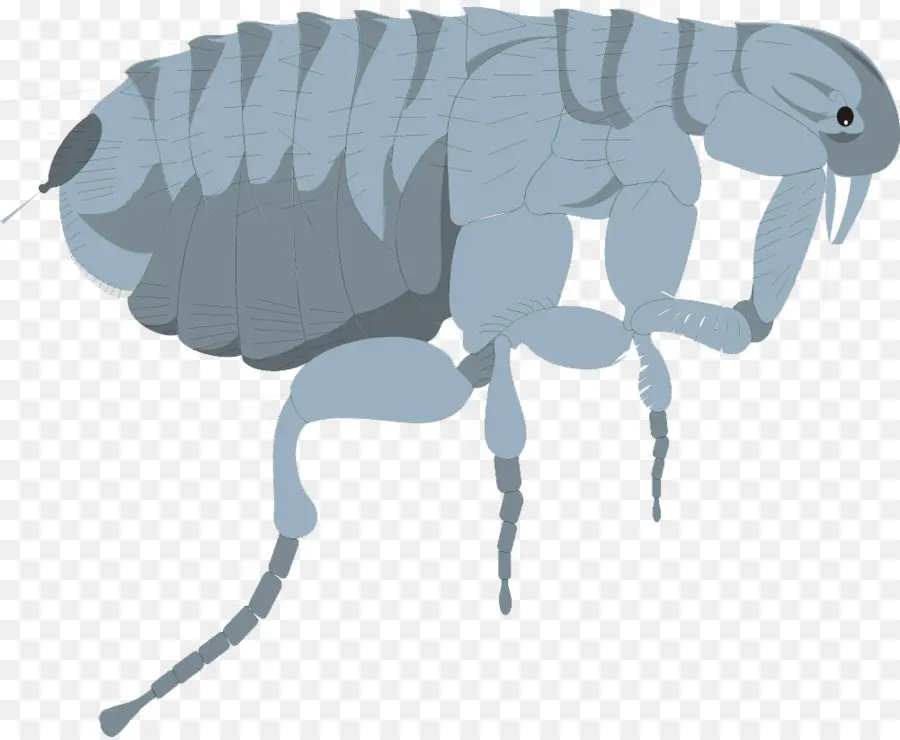 Los Insectos，Perro PNG