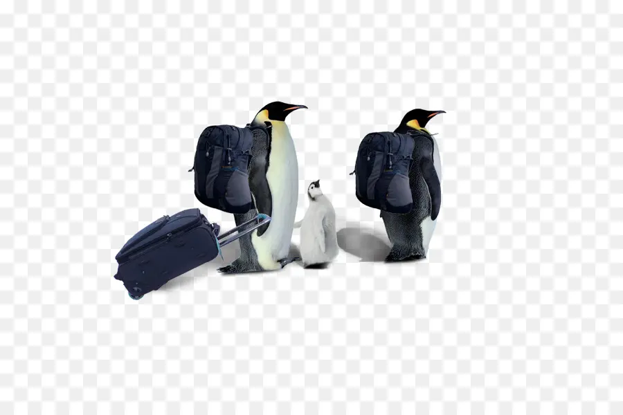 Pingüinos Con Mochilas，Viajar PNG