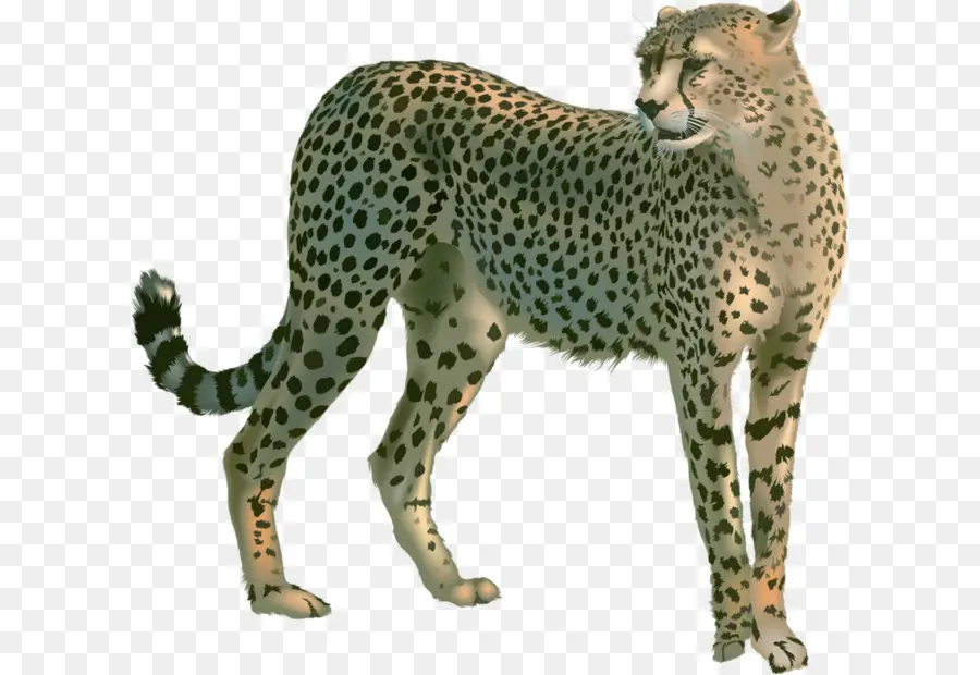 Cheetah，Leopard PNG