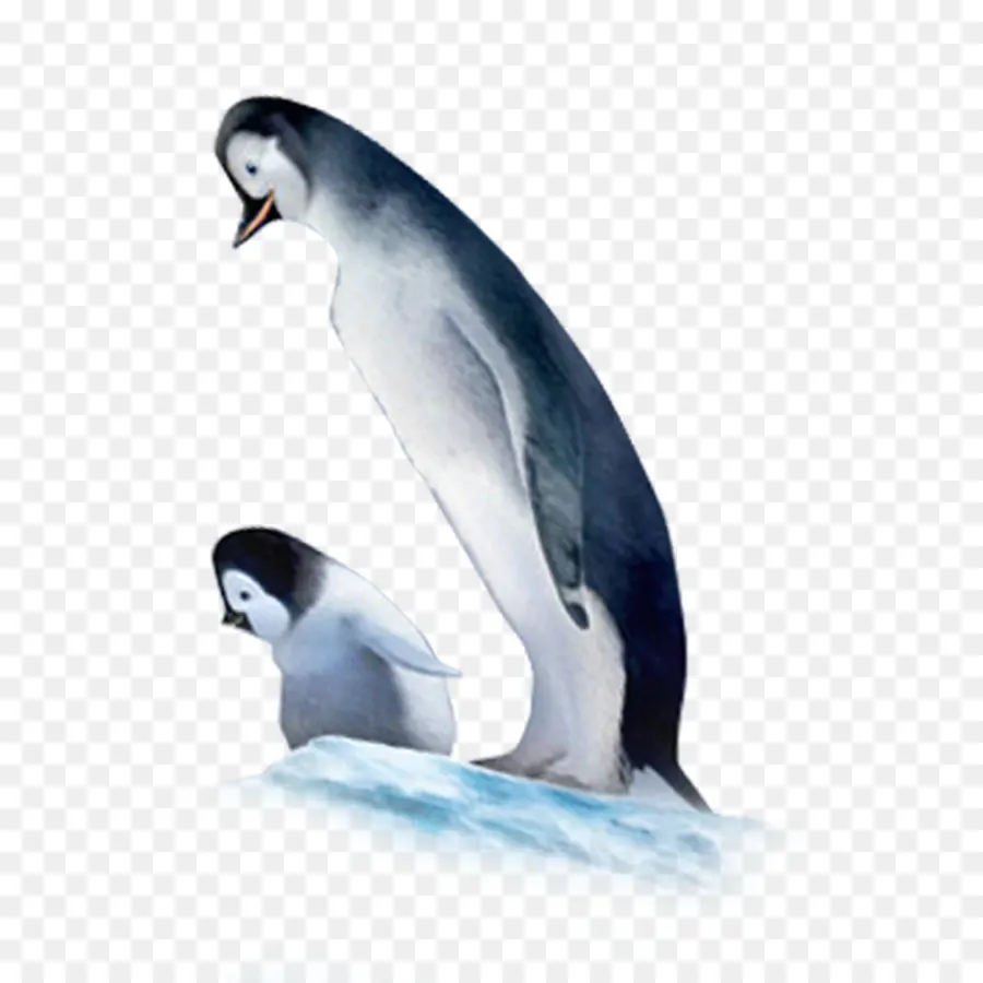 Pingüino，Alca PNG