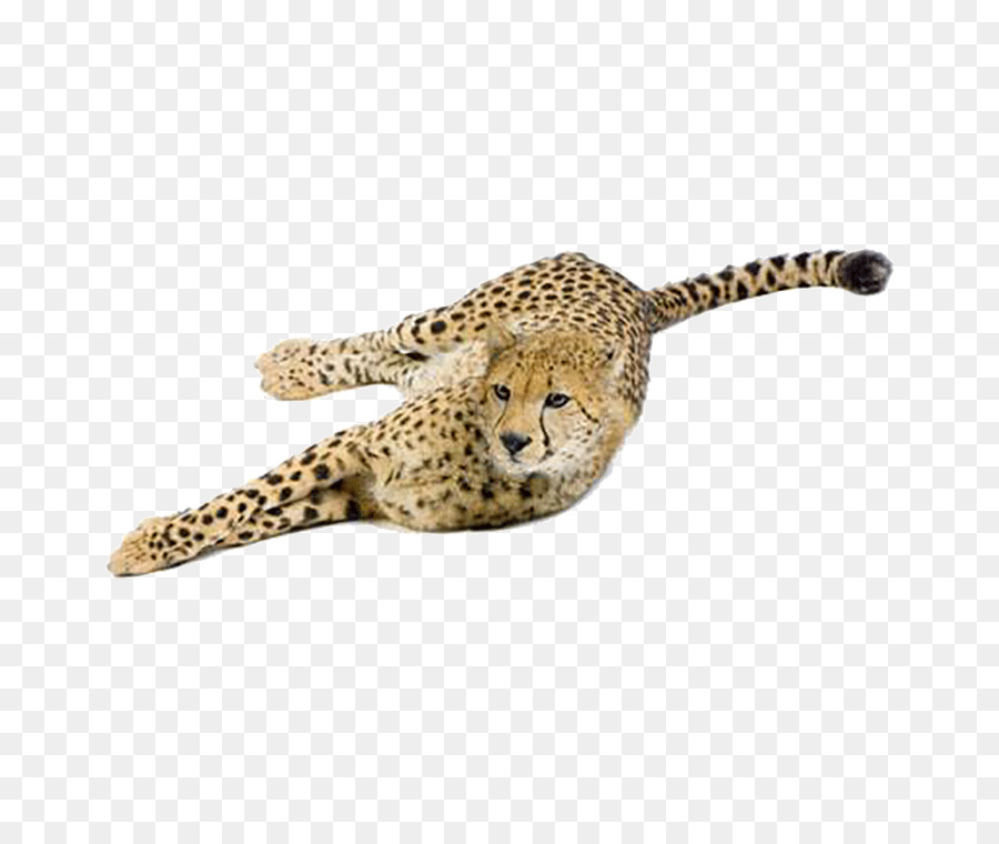 Cheetah，Leopard PNG