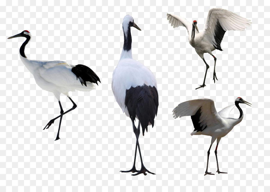 Grúas，Blanco PNG