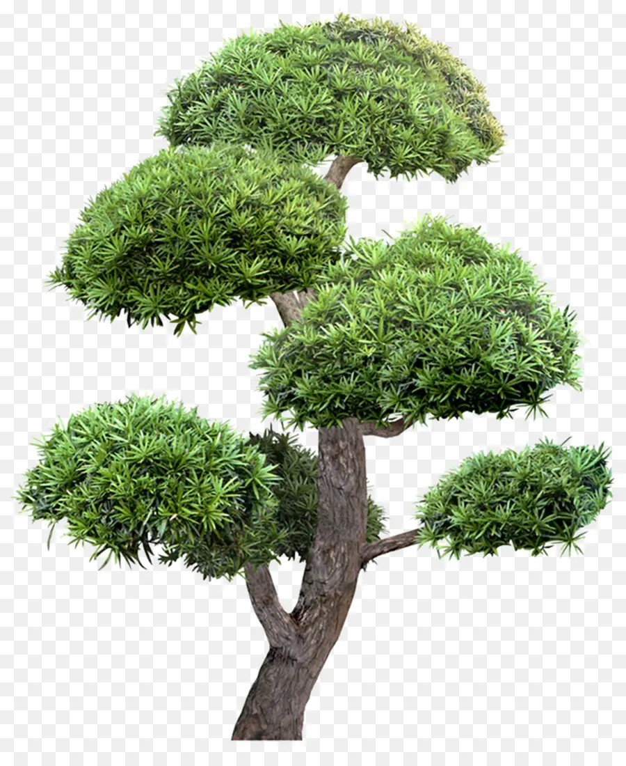 árbol，Jardín PNG