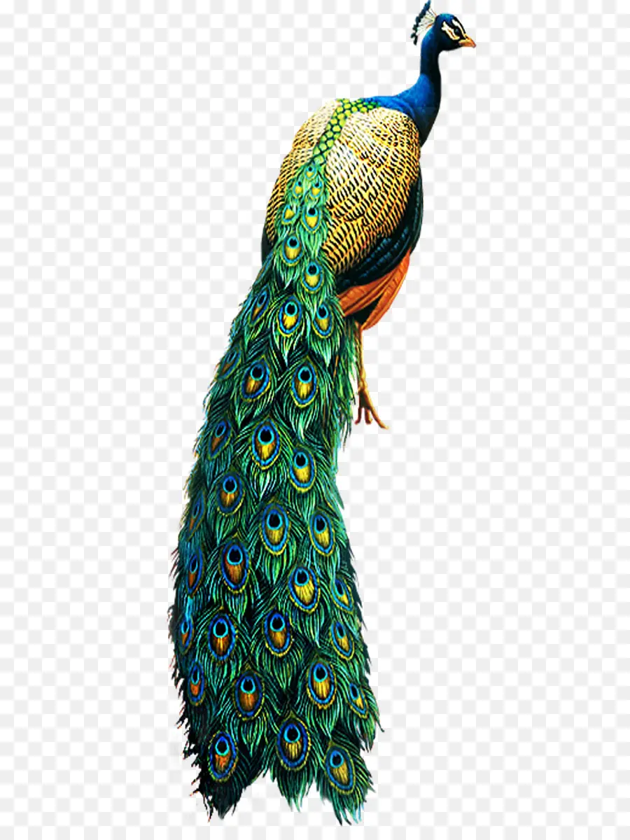 Pavo Real，Asiática Del Pavo Real PNG