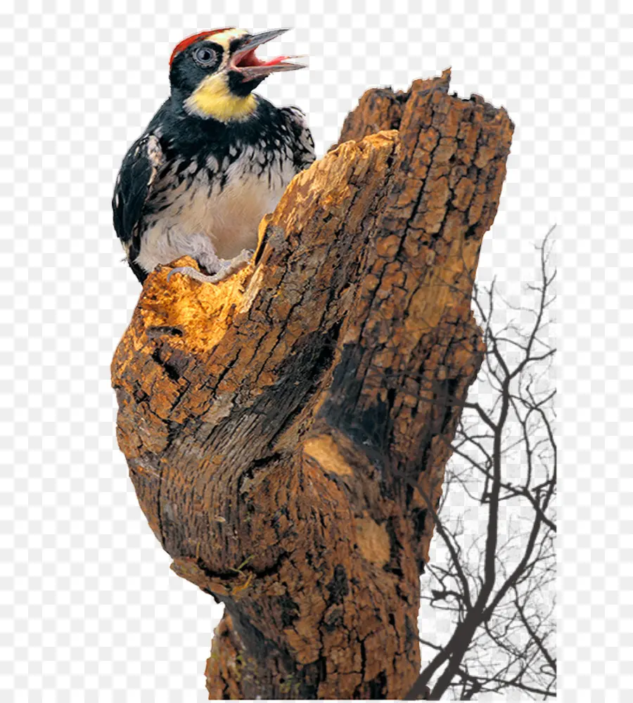 Pájaro Carpintero，Árbol PNG