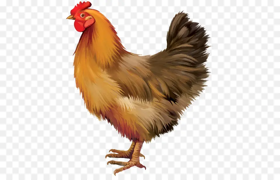 Pollo，Gallina PNG