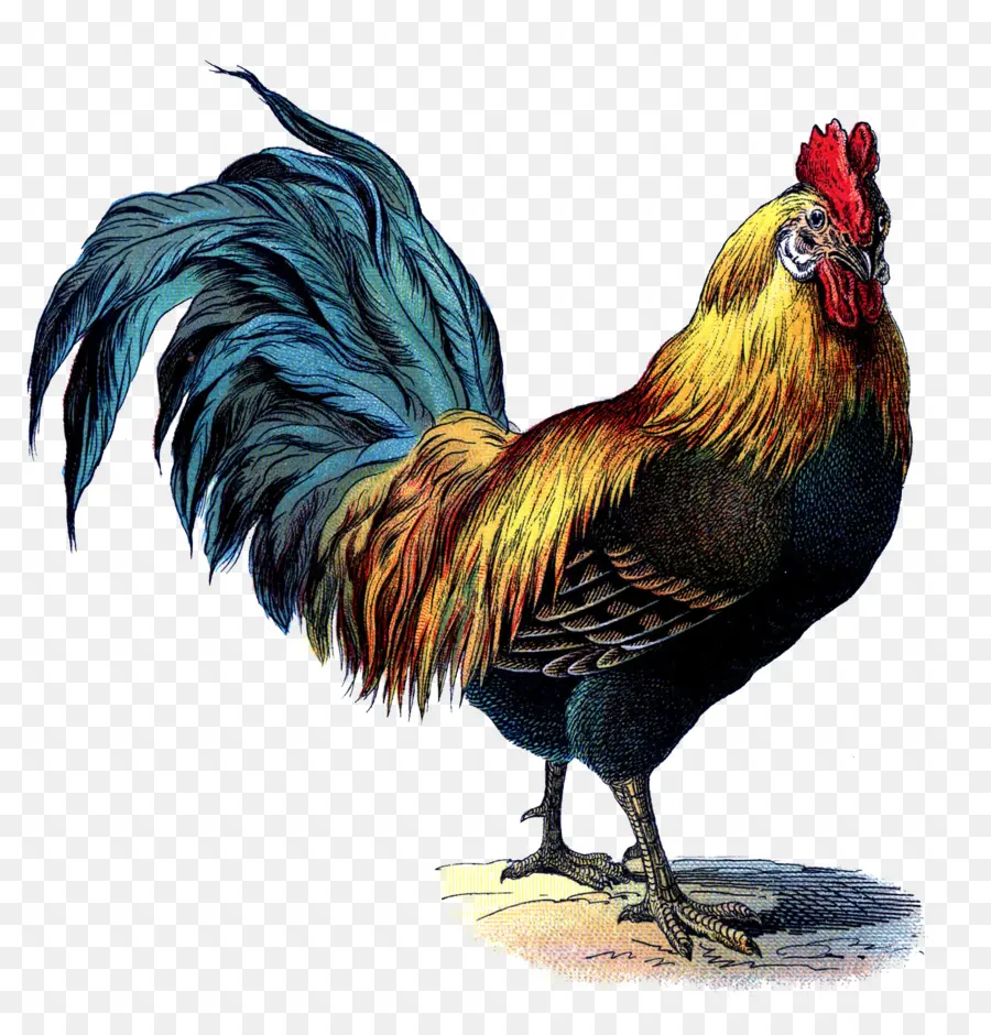 Rhode Island Roja，Pollo Leghorn PNG