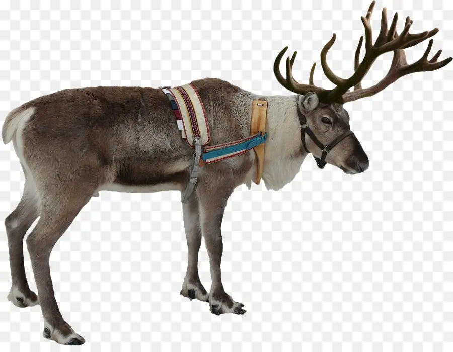 Rudolph，Reindeer PNG