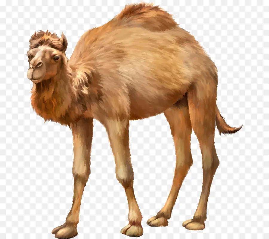 Camello Bactriano，Dromedario PNG