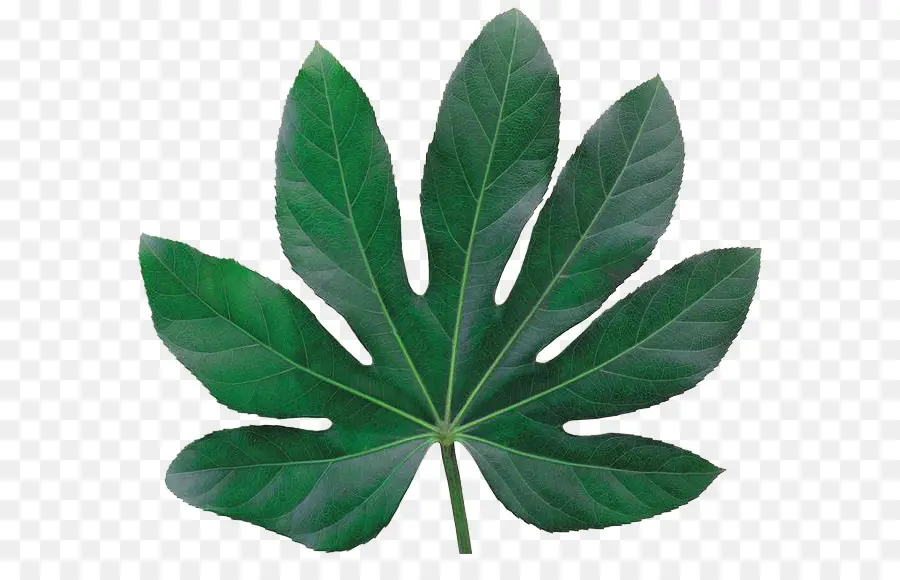 Hoja，Verde PNG