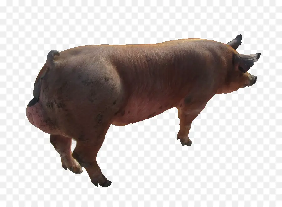 Negro Cerdo Ibérico，El Jabalí PNG