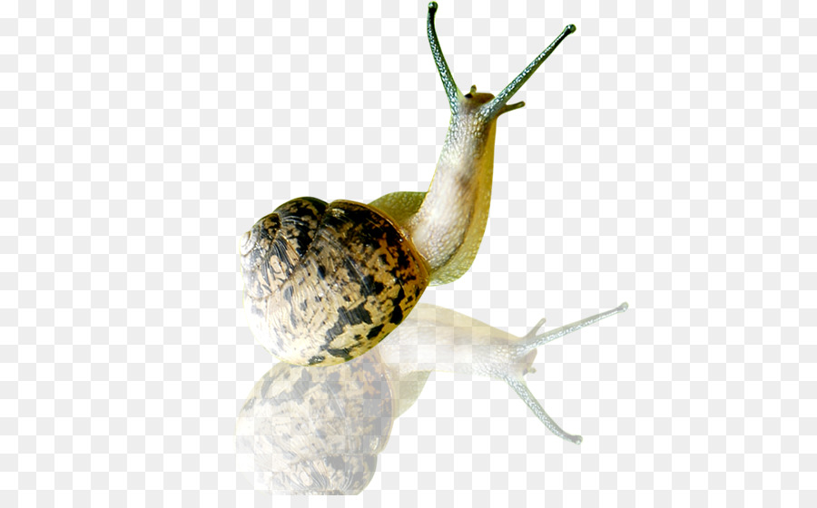 Caracol，Orthogastropoda PNG