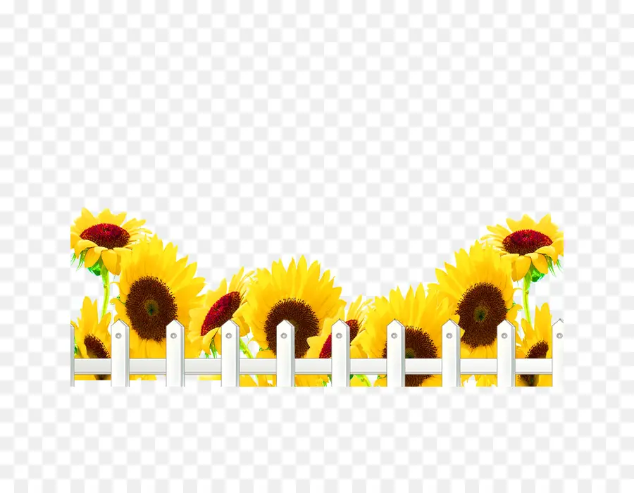 Girasoles，Cerca PNG