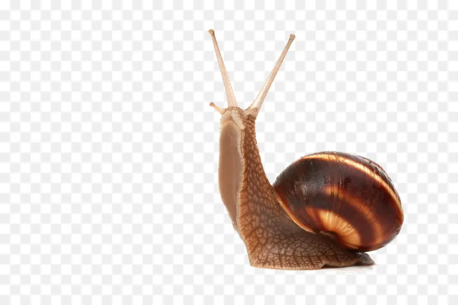 Caracol，Slug PNG