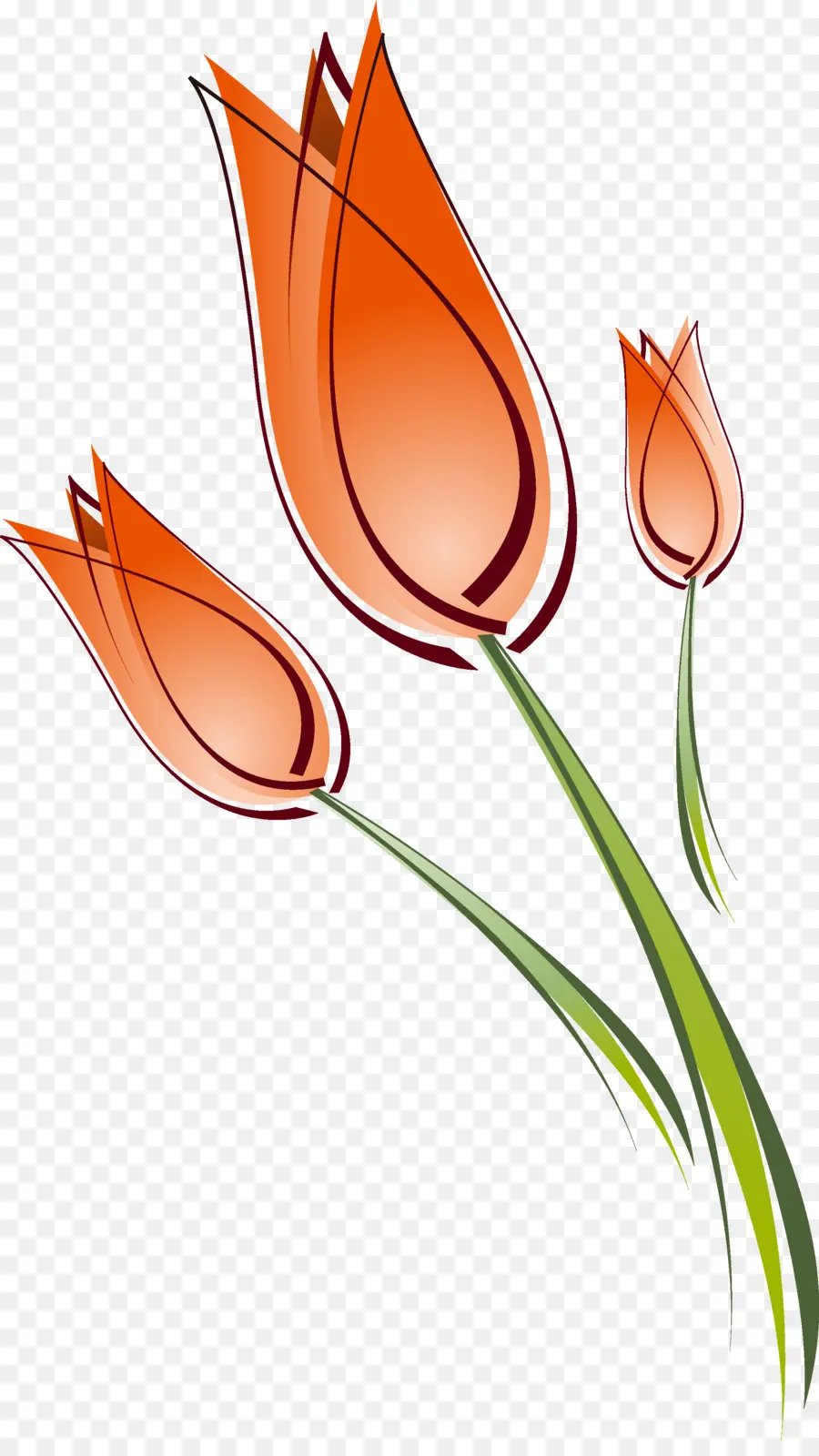 Tulip，Dibujo PNG