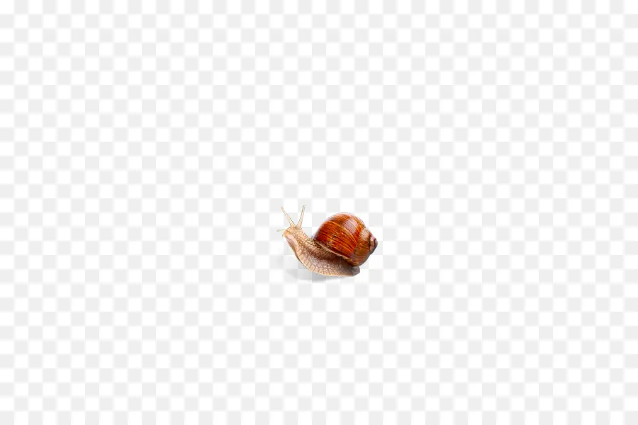 Caracol，Pisos PNG