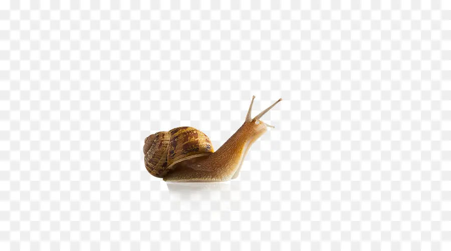 Caracol，Slug PNG